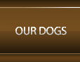 Our dogs